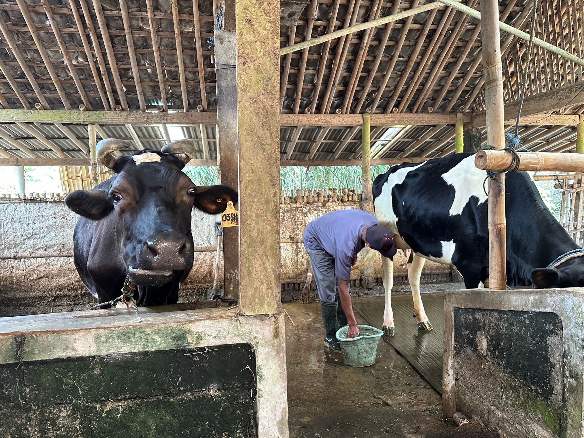 Pelatihan sanitasi kandang sapi perah
