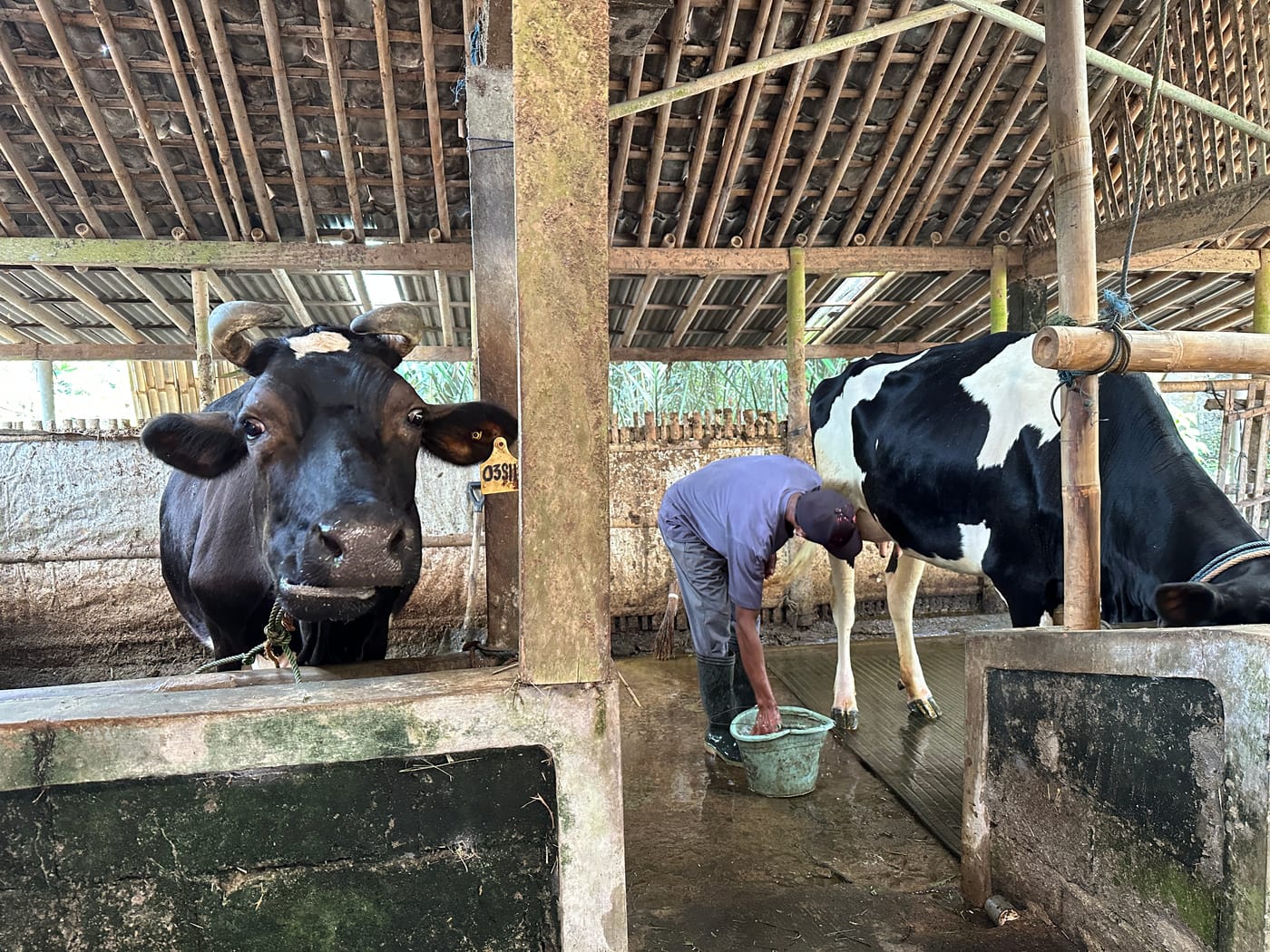 Kandang sapi perah milik peternak di Desa Purwobinangun