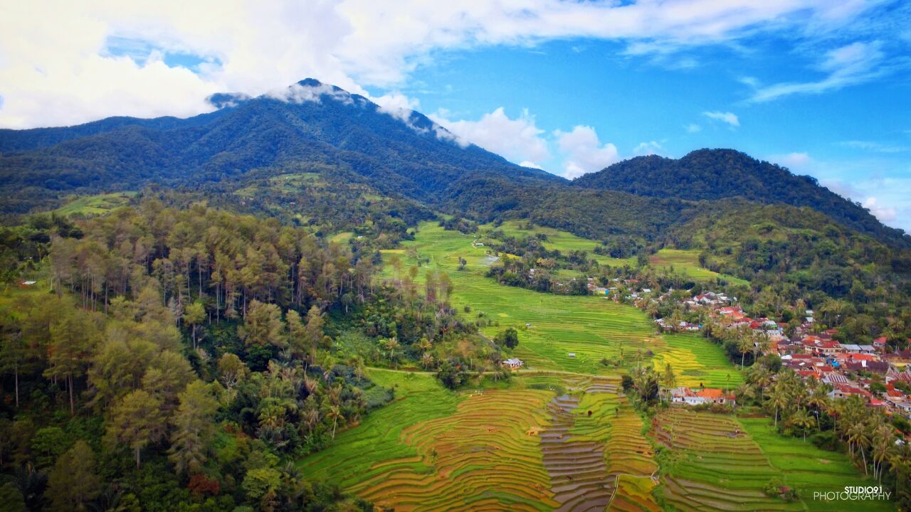 Sapi perah merumput di padang hijauan